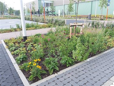 Een groene en bijenvriendelijke toekomst