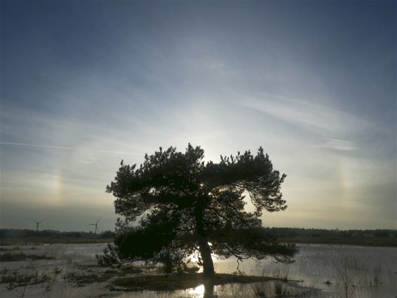 Een halo rond de zon - Lommel