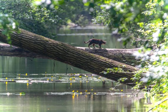 Een 'huistijger' aan 't Fosseeke - Lommel