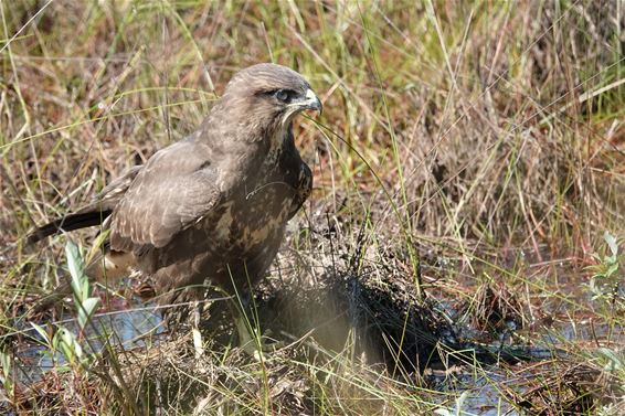 Een jonge buizerd op het Hageven - Pelt