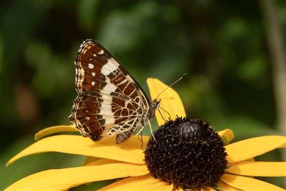 Een 'landkaartje' (Araschnia levana) - Pelt