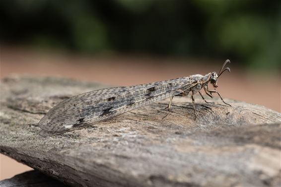 Een leeuw in de tuin - Pelt