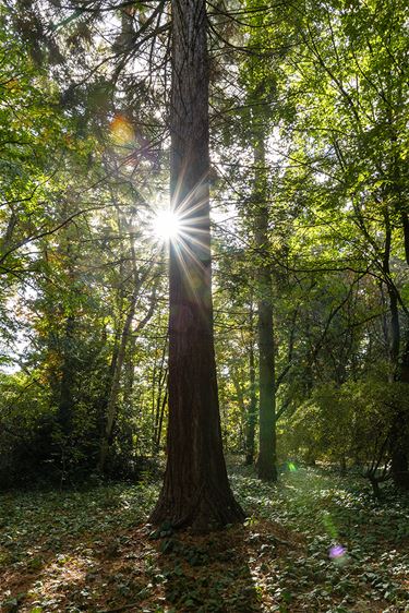 Een mammoetboom in Kerkhoven - Lommel