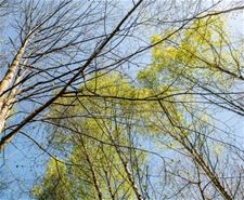 Beringen - Eén op vijf bosbomen is beschadigd