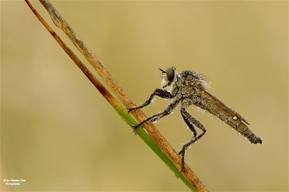 Een roofvlieg in de Hof'kens - Hamont-Achel