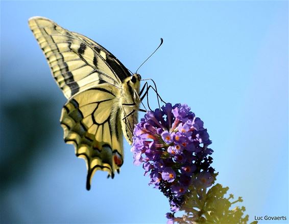 Een struik voor vlinders - Neerpelt