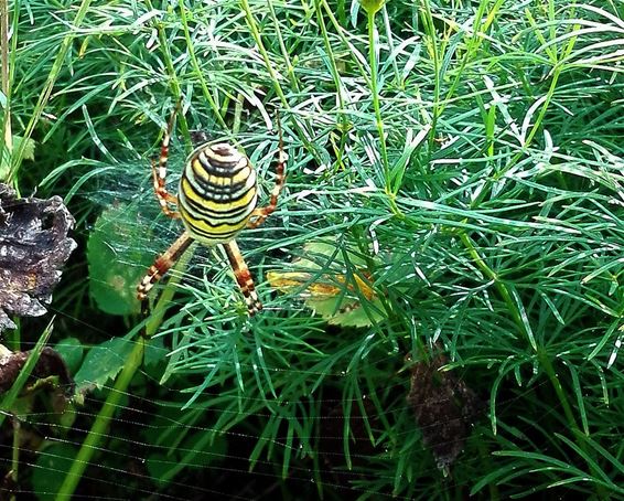 Een tijgerspin in de tuin - Neerpelt