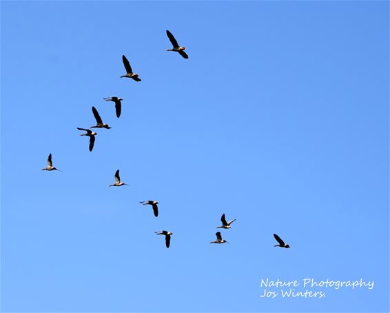 Een vlucht kolganzen - Peer