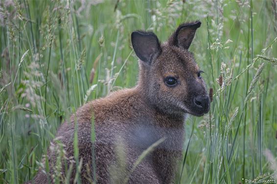 Een wallaby in het Hobos - Pelt