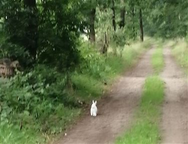 Een wit konijn op een lang recht pad - Pelt