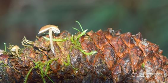 Een 'zeedenmycena' - Hechtel-Eksel