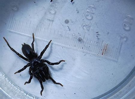 Een zeldzaam exemplaar - Hamont-Achel