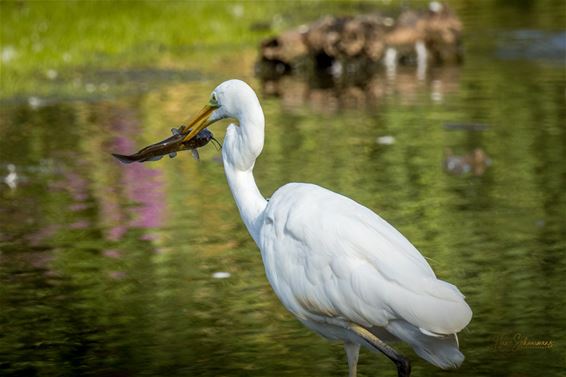 Bree - Een zilverreiger slaat toe