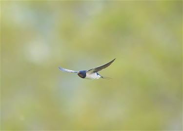 Eén zwaluw maakt de lente niet