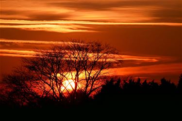 Eén zwaluw maakt de lente nog niet - Beringen & Leopoldsburg