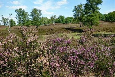 Eerste heide in bloei