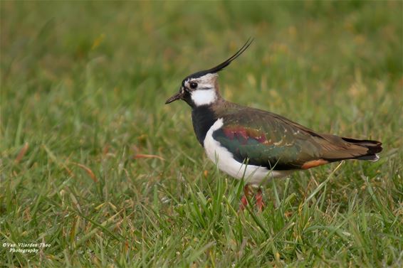 Eerste kievit van het jaar gespot in De Haart - Hamont-Achel