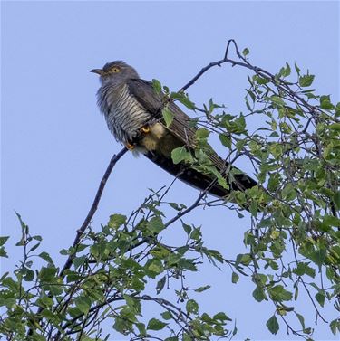 Pelt - Eerste koekoek al gehoord in het Hageven
