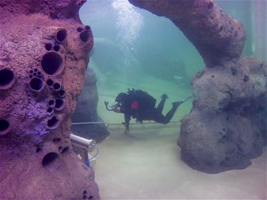 Eerste onderwaterfoto's duikcentrum TODI - Beringen