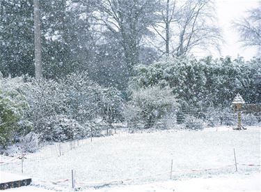 Beringen - Eerste sneeuw