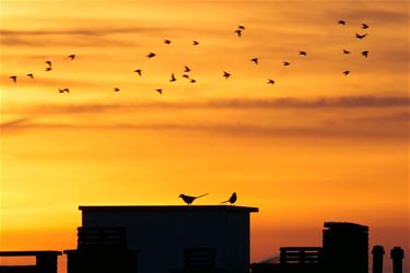 Eindelijk nog eens een streepje zon - Beringen & Leopoldsburg