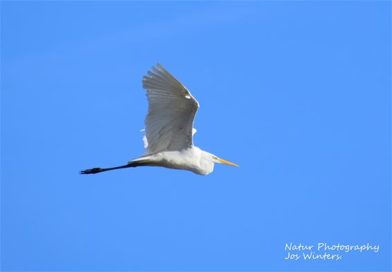 Elegante bezoeker boven de Kleinbeek - Peer