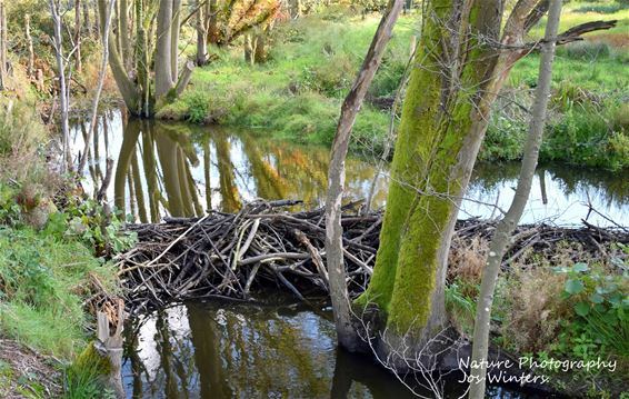 En de bever werkt ijverig verder - Hechtel-Eksel & Peer