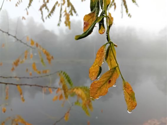 En toen kwam de herfst... - Pelt