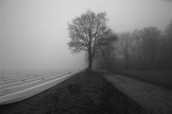Erwtensoep boven Grote-Brogel