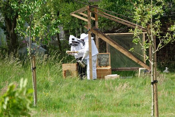 Pelt - Even die bijenkasten controleren