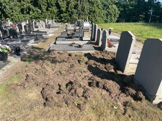 Beringen - Everzwijnen wroeten op kerkhof van Stal