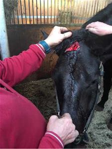 Everzwijn verwondt paard. 'Het is genoeg geweest!' - Beringen