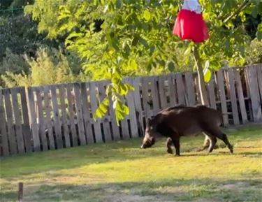 Beringen - Everzwijnen gespot in tuin