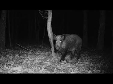 Everzwijnen in het Hobos - Pelt