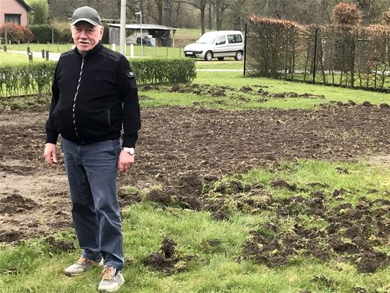 Everzwijnen op bezoek: van gras naar bloemen - Houthalen-Helchteren