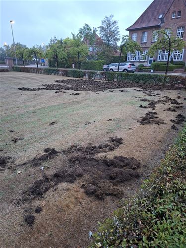Everzwijnen op Kioskplein - Beringen