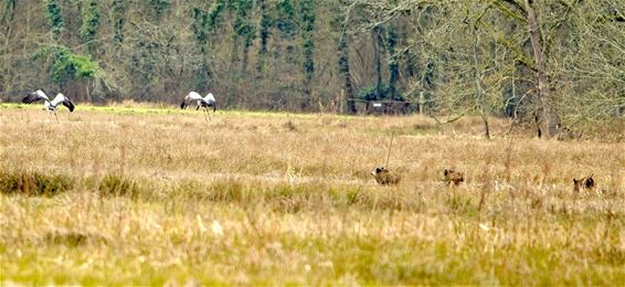 Everzwijnen verstoren kraanvogels in liefdesspel - Beringen