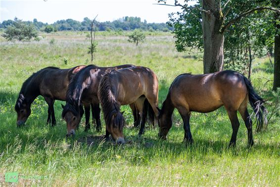 Exmoorpony’s aangekomen in Hageven-Plateaux - Pelt