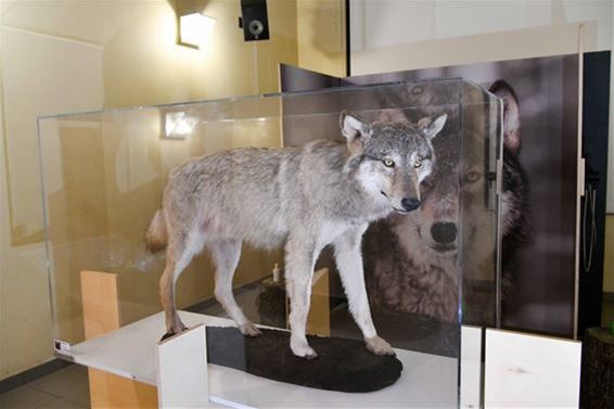 Expo 'Wij wolven' - Beringen