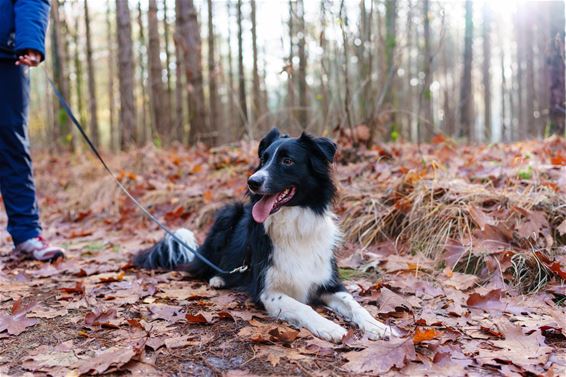 Extra controles op loslopende honden - Bocholt