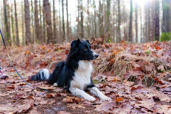 Extra controles op loslopende honden - Pelt