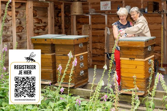 Extra vallen tegen Aziatische hoornaar via Rotary - Hamont-Achel