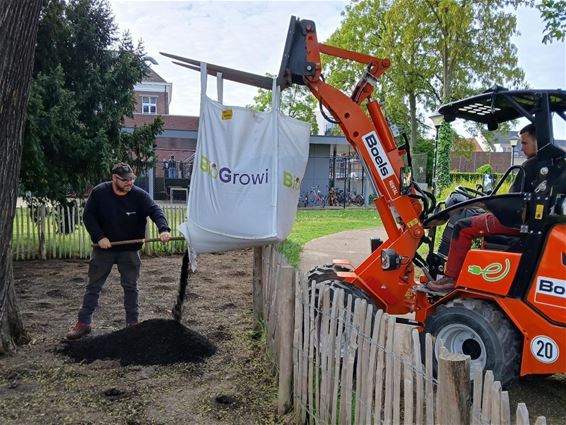 Extra verzorging voor kastanjeboom - Beringen