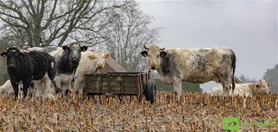 Familiefoto op de Rooie Pier - Pelt