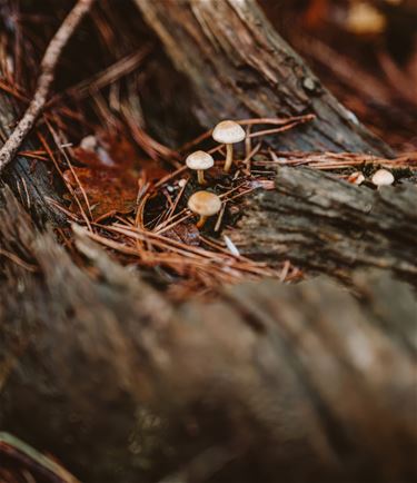 Feeëriek herfstbeeld van Wouter Maes - Lommel