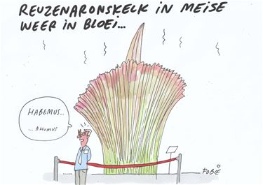 Fobie naar de reuzenaronskelk in Meise