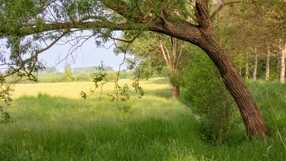 Frisgroene kleuren in de natuur - Lommel