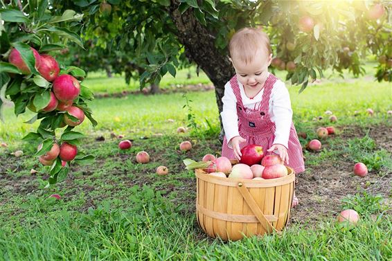 Bree - Frisse fruitbomen in jouw tuin!