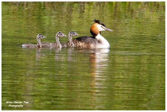 Fuut met fuutjes - Hamont-Achel