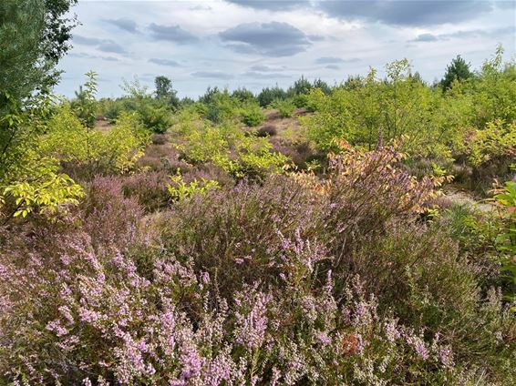 Ga op zoek naar paars in de natuur - Oudsbergen